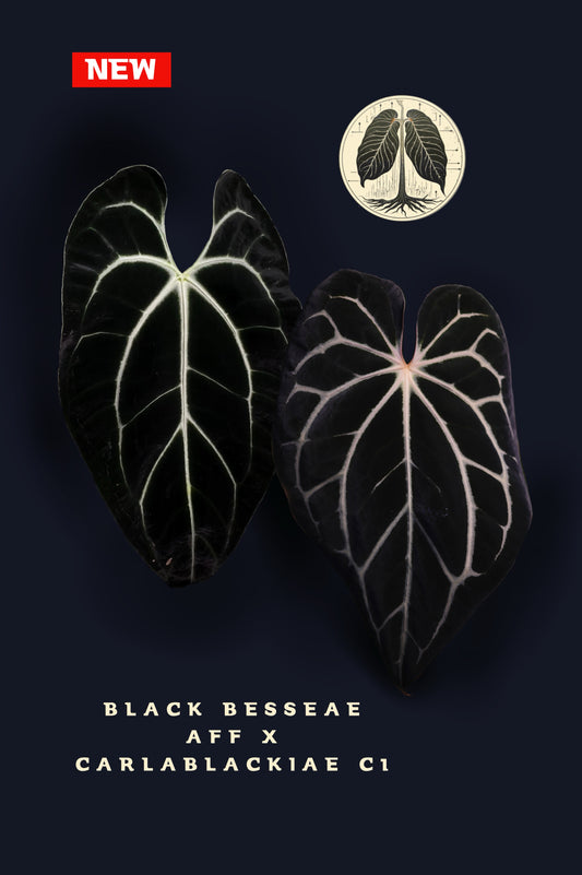 Anthurium Black Besseae aff x Carlablackiae c1