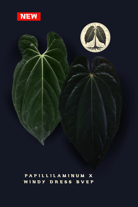 Anthurium Papillilaminum x Windy Dress BVEP