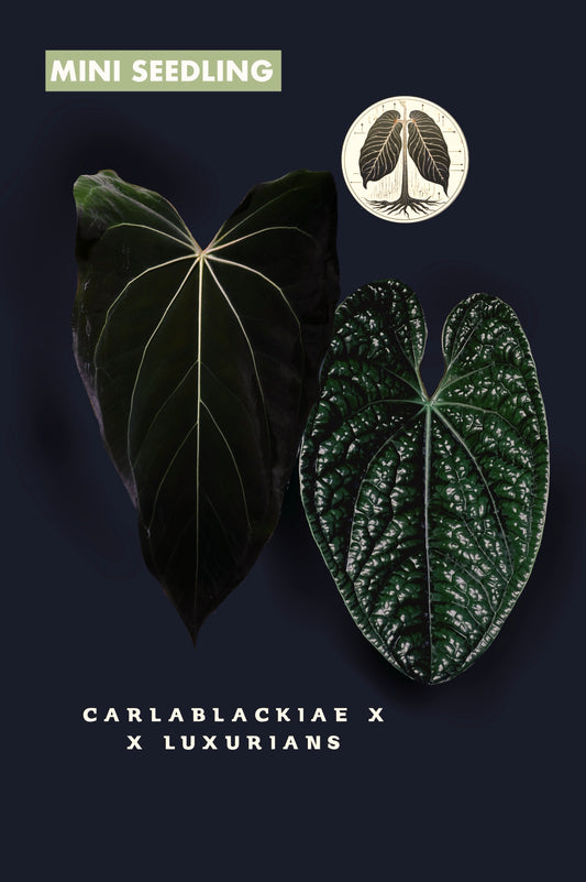 Anthurium Carlablackiae x X Luxurians