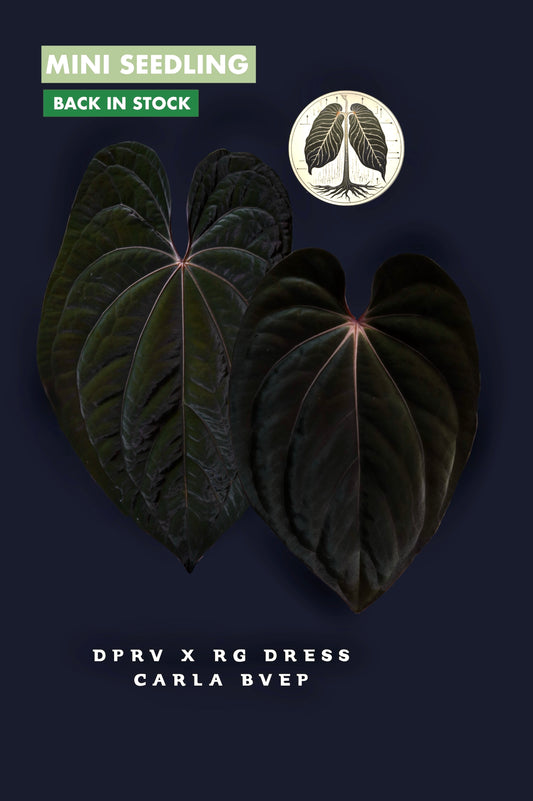 Anthurium Dark Phoenix Red Veins x Rg Dress Carla BVEP (size XS one leaf)