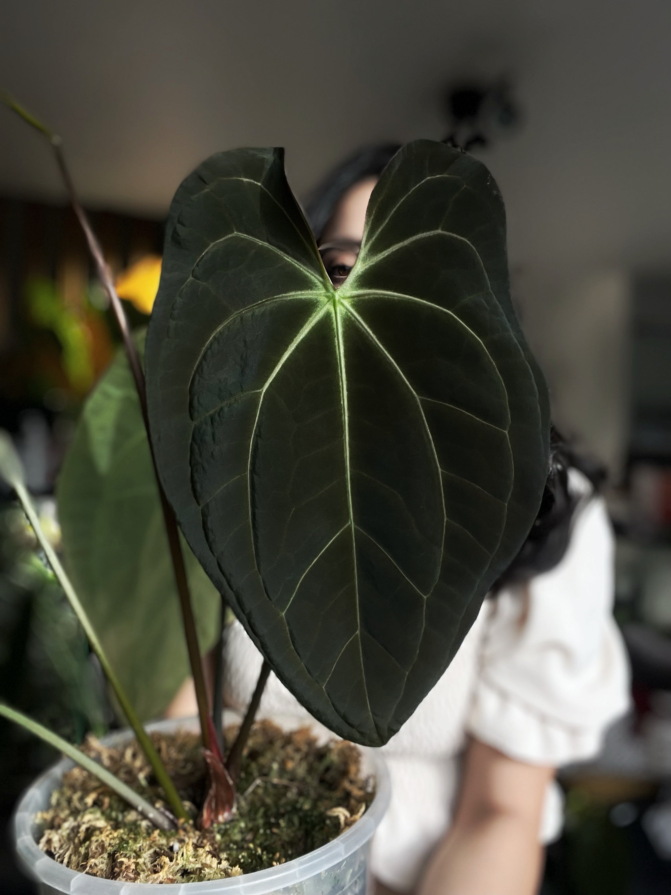 Anthurium PapillilaminumX x AOS Dorayaki – ANTHURARIUM