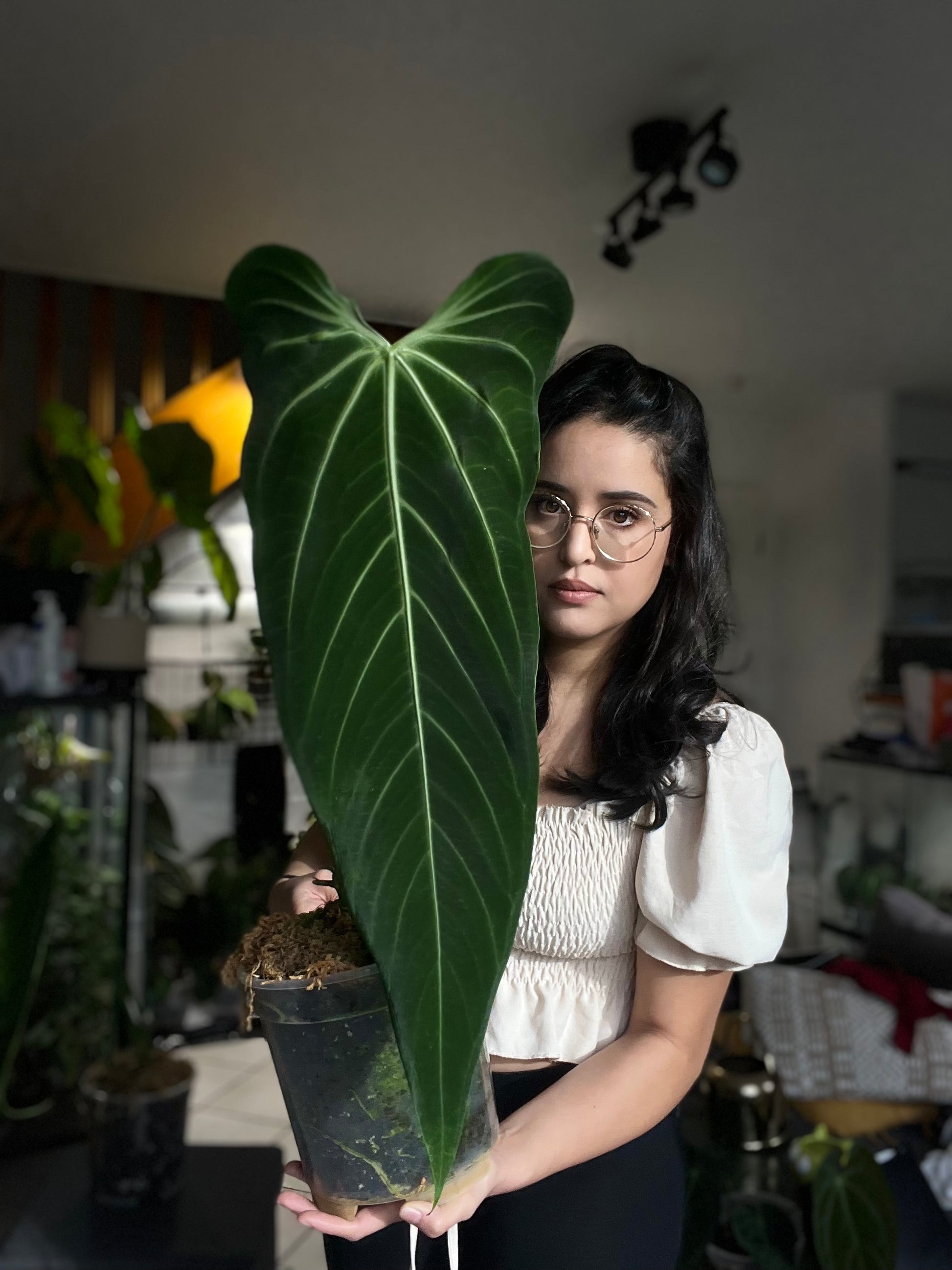 Anthurium Black Besseae aff x Warocqueanum Esmeralda (Wide ears)