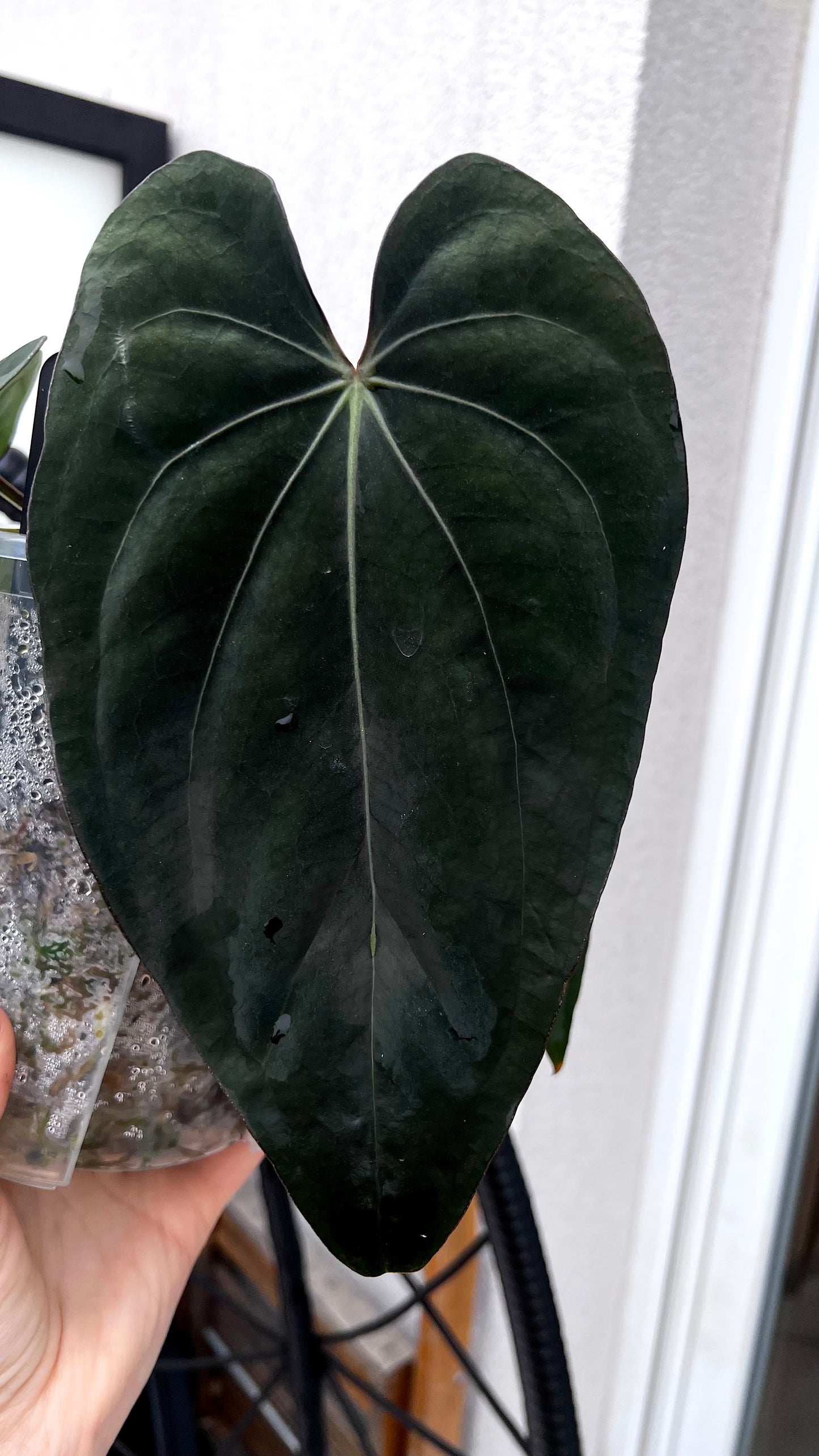 Anthurium Rio Guanche Dressleri Carla "Amanda" x Carlablackiae C1