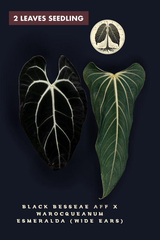 Anthurium Black Besseae aff x Warocqueanum Esmeralda (Wide ears)