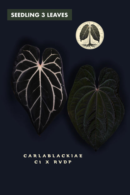 Anthurium Carlablackiae C1 x RVDP