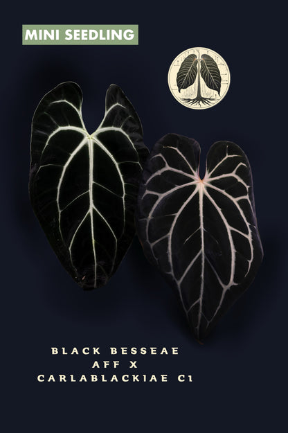 Anthurium Black Besseae aff x Carlablackiae c1