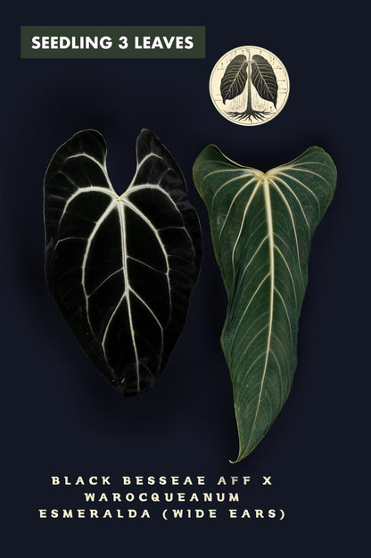 Anthurium Black Besseae aff x Warocqueanum Esmeralda (Wide ears)