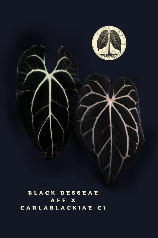 Anthurium Black Besseae aff x Carlablackiae c1