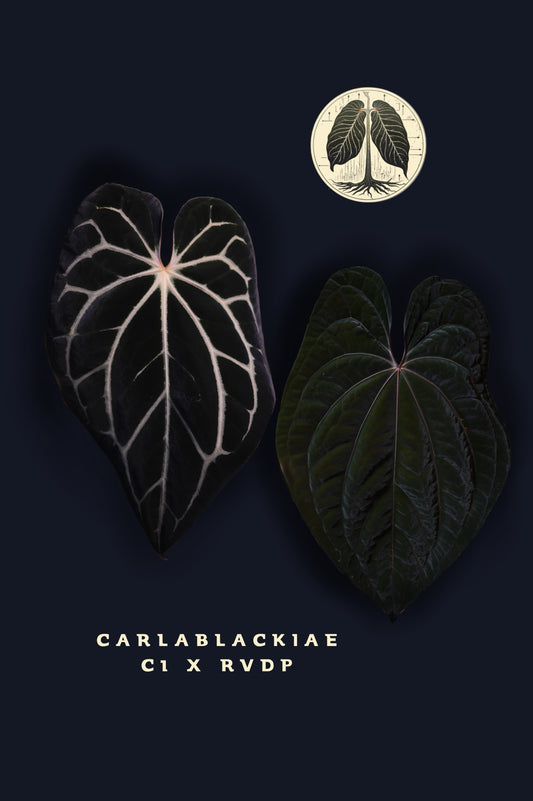 Anthurium Carlablackiae C1 x RVDP