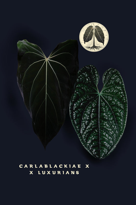 Anthurium Carlablackiae x X Luxurians