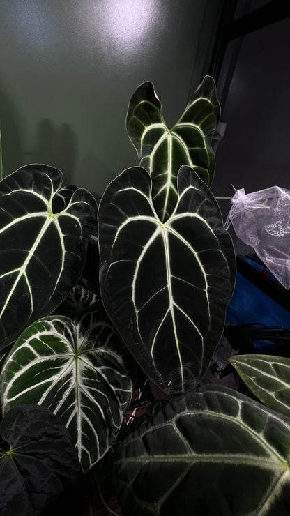 Anthurium Black Besseae aff x Warocqueanum Esmeralda (Wide ears)