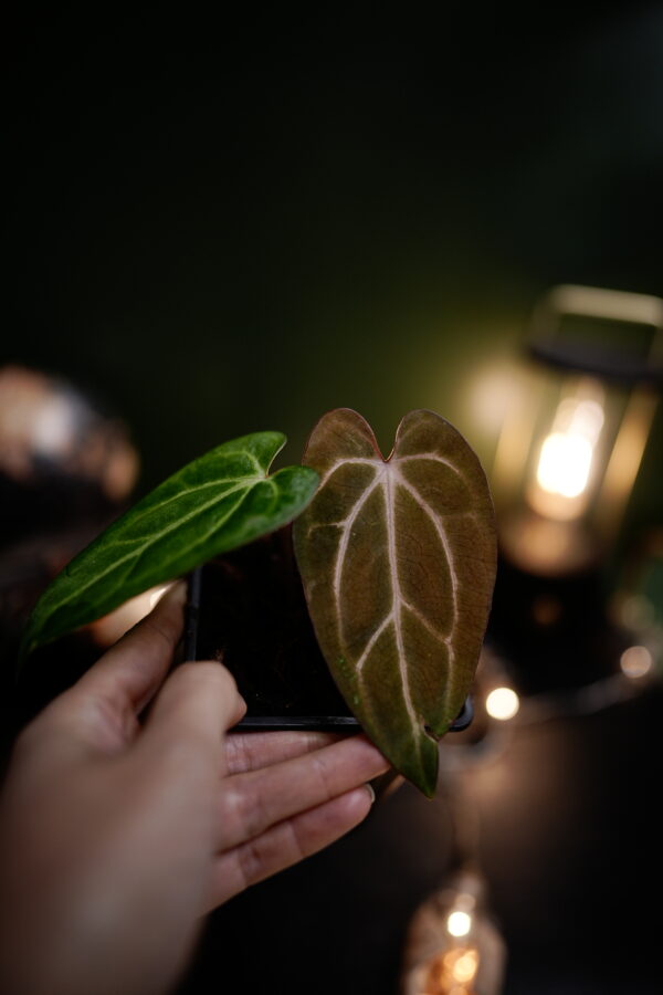 Anthurium Rg dress Carla "Amanda" x Carlablackiae C1 - Image 2
