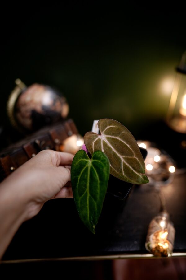 Anthurium Rg dress Carla "Amanda" x Carlablackiae C1