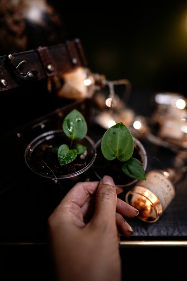 Anthurium Besseae Aff Spider BVEP x Carlablackiae C1 – Image 3
