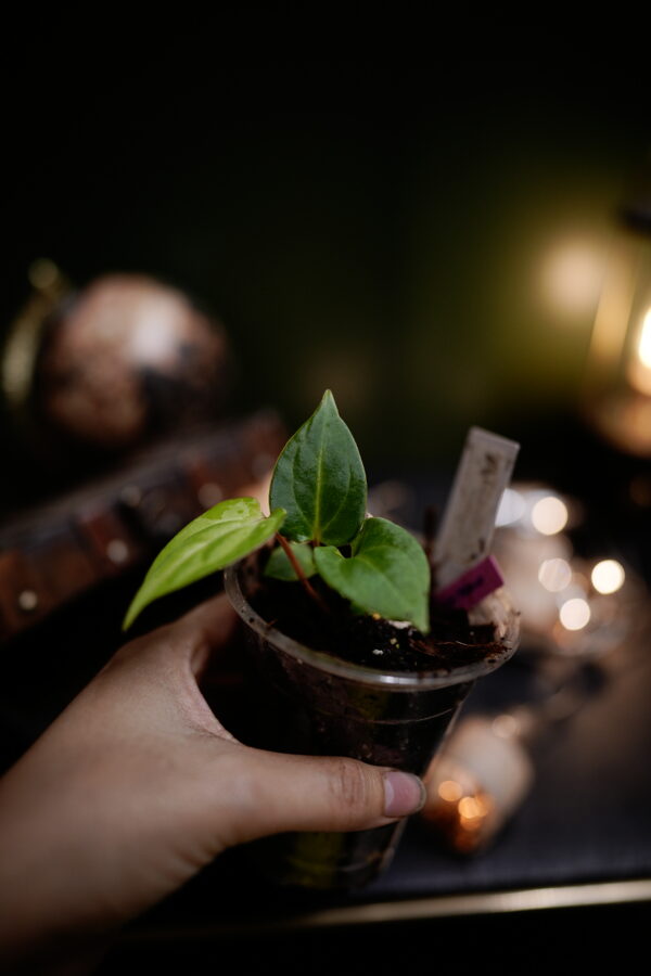 Anthurium Black Besseae Aff x Carlablackiae C1 - Image 5