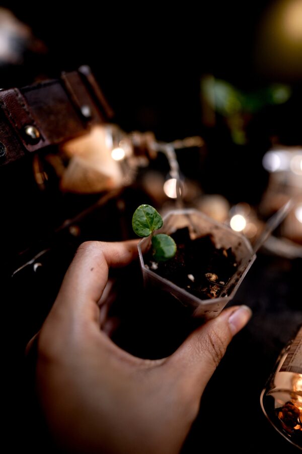 Anthurium Carlablackiae C1 (Self) Mini seedlings – Image 3