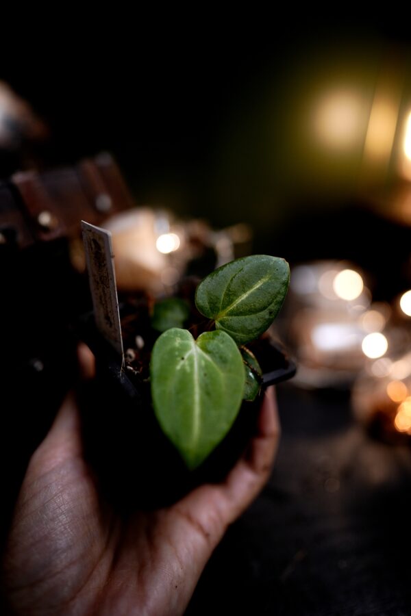 Anthurium Carlablackiae C1 (Self) Selected – Image 7