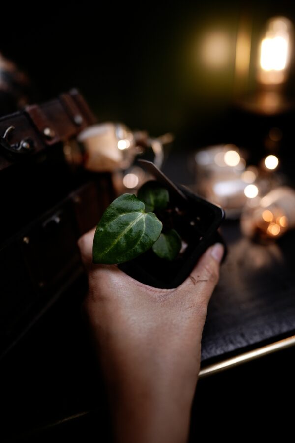 Anthurium Carlablackiae C1 (Self) Selected – Image 2