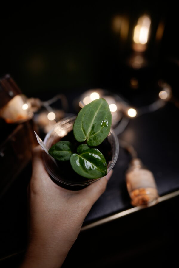 Anthurium Carlablackiae C1 (Self) Selected – Image 5