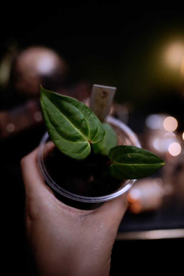 Anthurium Carlablackiae C1 (Self) Selected – Image 8