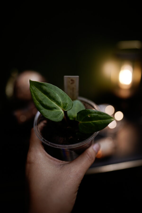 Anthurium Carlablackiae C1 (Self) Selected – Image 3