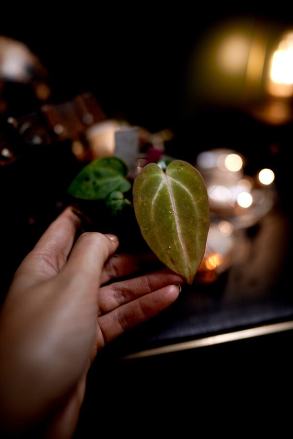 Anthurium Carlablackiae C1 (Self) Selected – Image 4