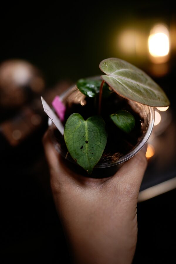 Anthurium Carlablackiae C1 (Self) Selected – Image 9