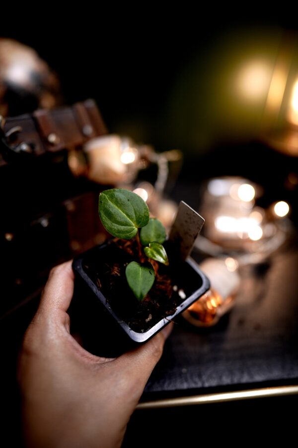 Anthurium Carlablackiae C1 (Self) Mini seedlings – Image 2
