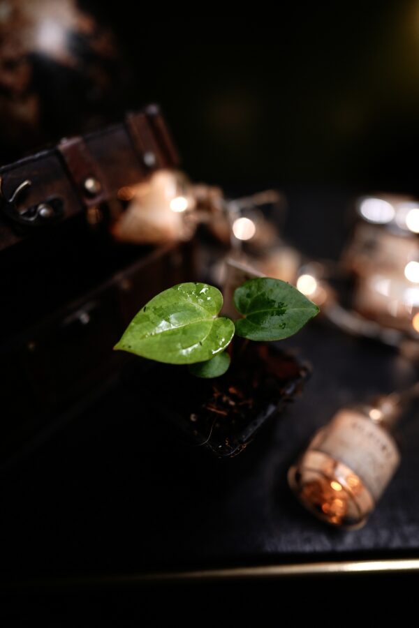 Anthurium Carlablackiae C1 x RVDP - Image 4