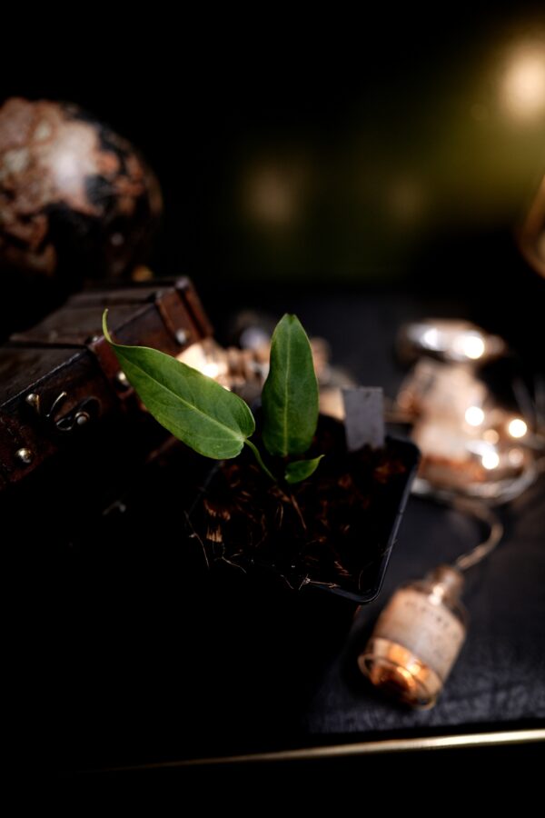 Anthurium Carlablackiae C1 x Warocqueanum Esmeralda (Wide ears) – Image 2