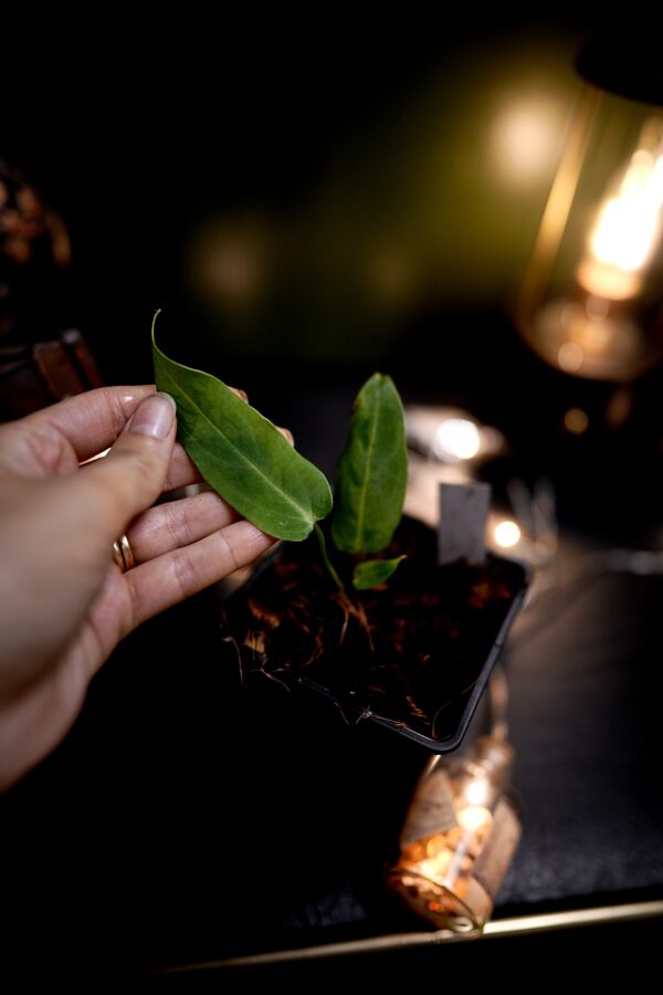 Anthurium Carlablackiae C1 x Warocqueanum Esmeralda (Wide ears)