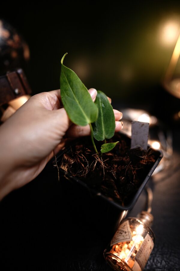 Anthurium Carlablackiae C1 x Warocqueanum Esmeralda (Wide ears) – Image 4