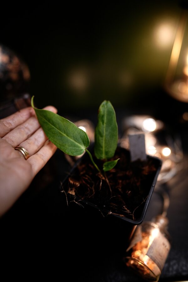 Anthurium Carlablackiae C1 x Warocqueanum Esmeralda (Wide ears) – Image 5