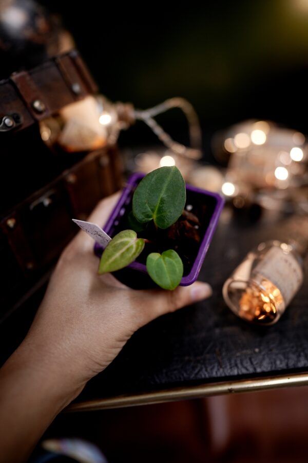 Anthurium Carlablackiae C1 x Carlablackiae NSE – Image 5
