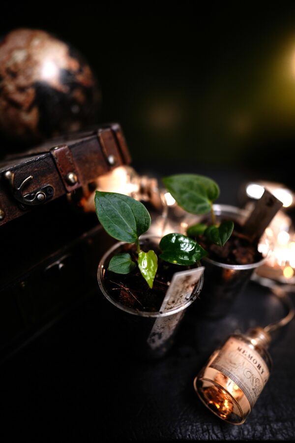 Anthurium Carlablackiae X x Windy Dress BVEP