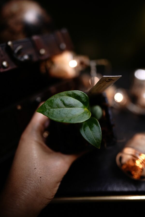 Anthurium Carlablackiae x X Luxurians - Image 3