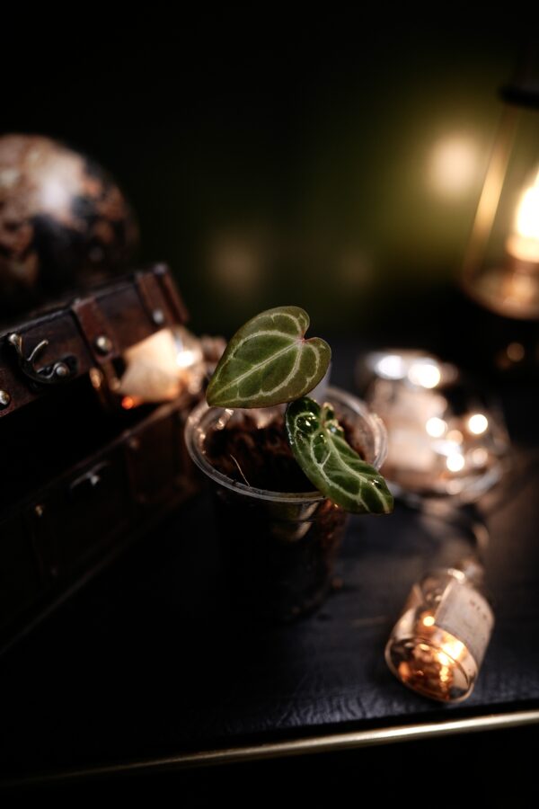 Anthurium Crystal Mag (Pink veins) Clone - Image 2