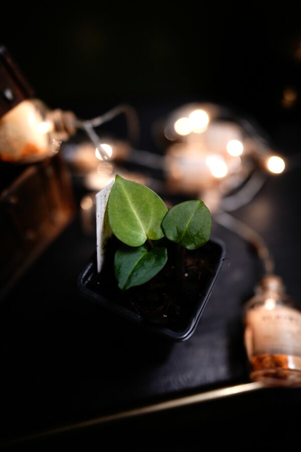 Anthurium Crystal Mag (pink sinus) x Carlablackiae C1 - Image 7