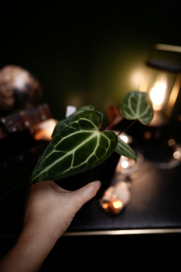 Anthurium Crystal Mag (pink sinus) x Carlablackiae C1