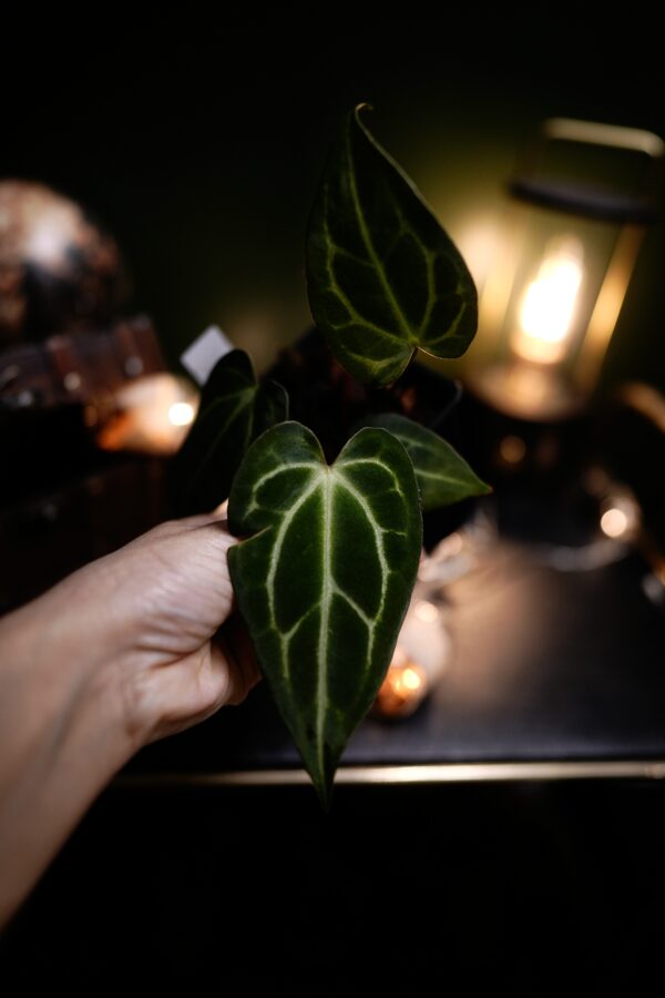 Anthurium Crystal Mag (pink sinus) x Carlablackiae C1 - Image 3