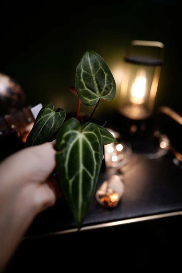 Anthurium Crystal Mag (pink sinus) x Carlablackiae C1 - Image 4