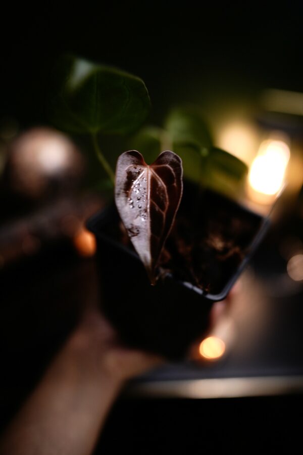 Anthurium Crystal Mag (pink sinus) x Carlablackiae C1 - Image 5
