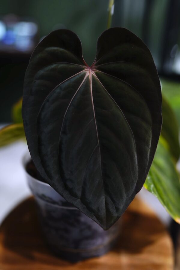 Anthurium Crystal Mag (pink sinus) x Rg Dress Carla BVEP – Image 6