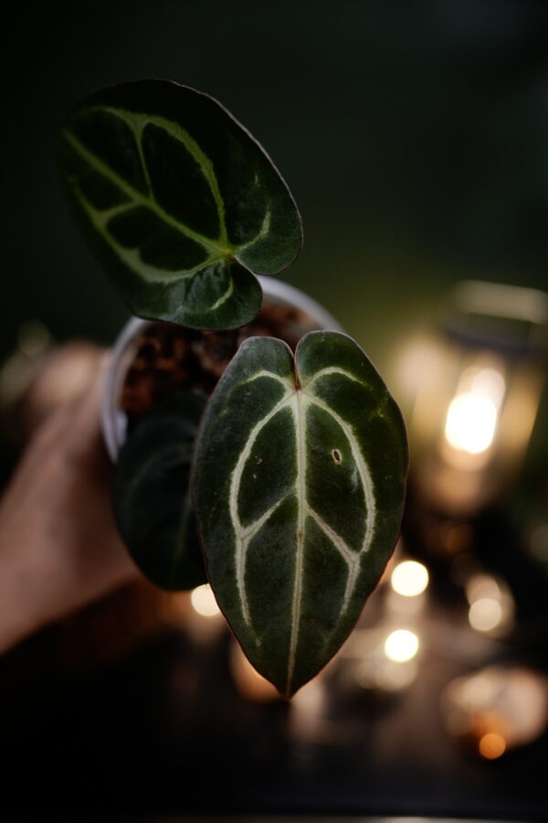 Anthurium Carlablackiae NSE (Clone) – Image 2