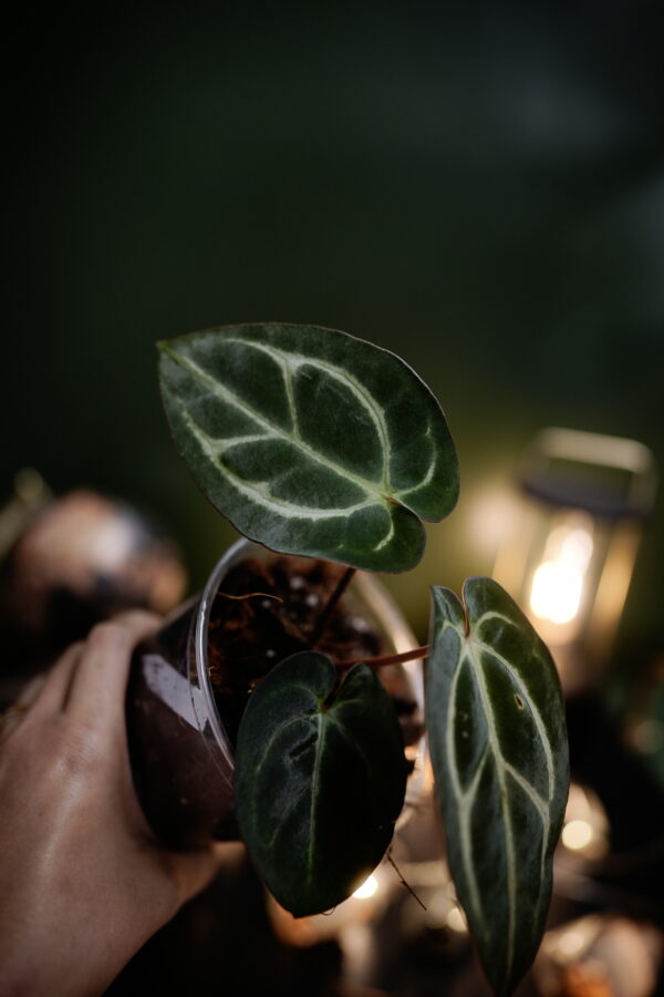 Anthurium Carlablackiae NSE (Clone) – Image 5