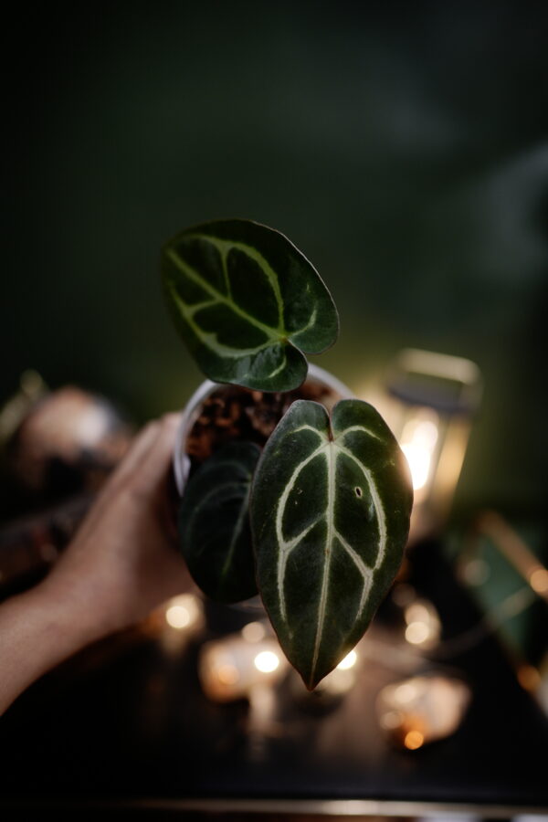 Anthurium Carlablackiae NSE (Clone) – Image 4
