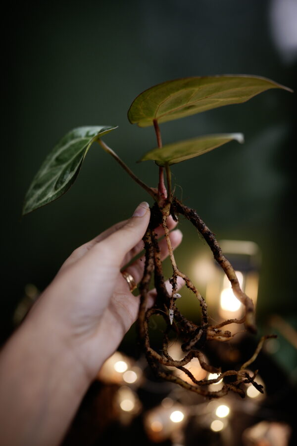 Anthurium Carlablackiae NSE (Clone) – Image 3