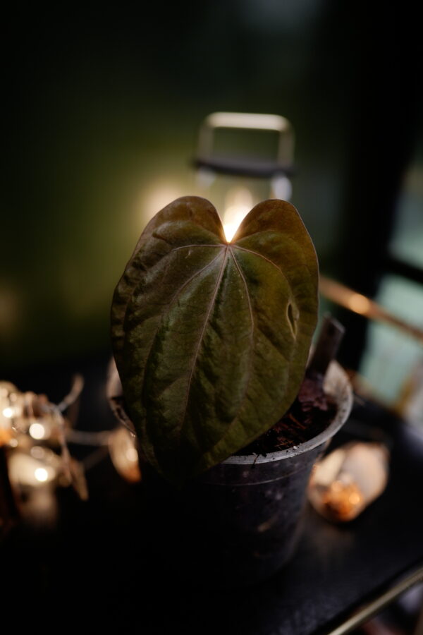 Anthurium Windy Dressleri x BVEP CLONE - Image 3