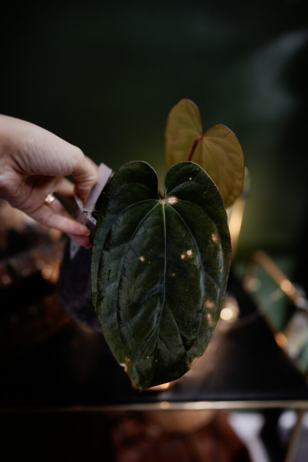 Anthurium Windy Dressleri x BVEP CLONE - Image 2