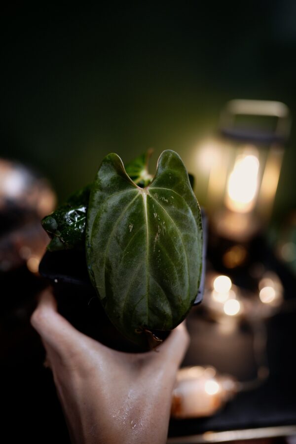 Anthurium Papillilaminum Clone